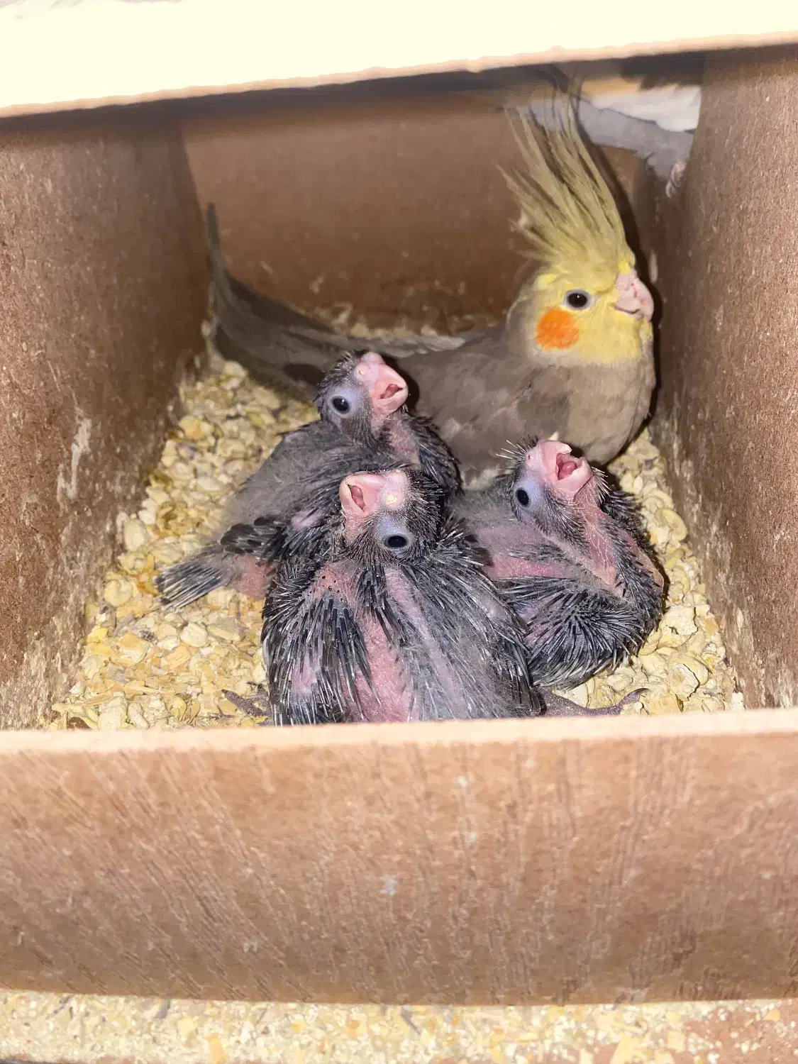 عروس هلندی مولد|پرنده|سوسنگرد, |دیوار