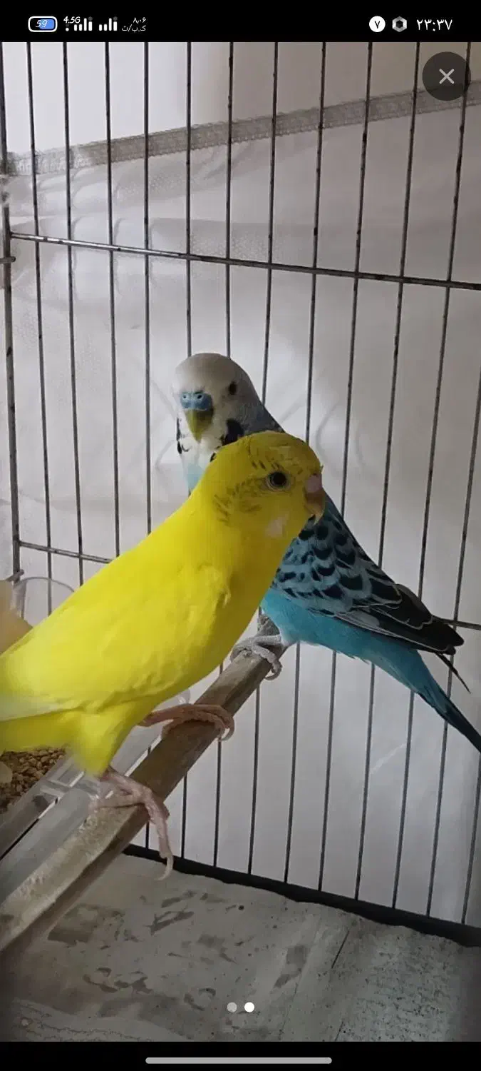 مرغ عشق ماده بالغ فقط190|پرنده|شریفآباد, |دیوار