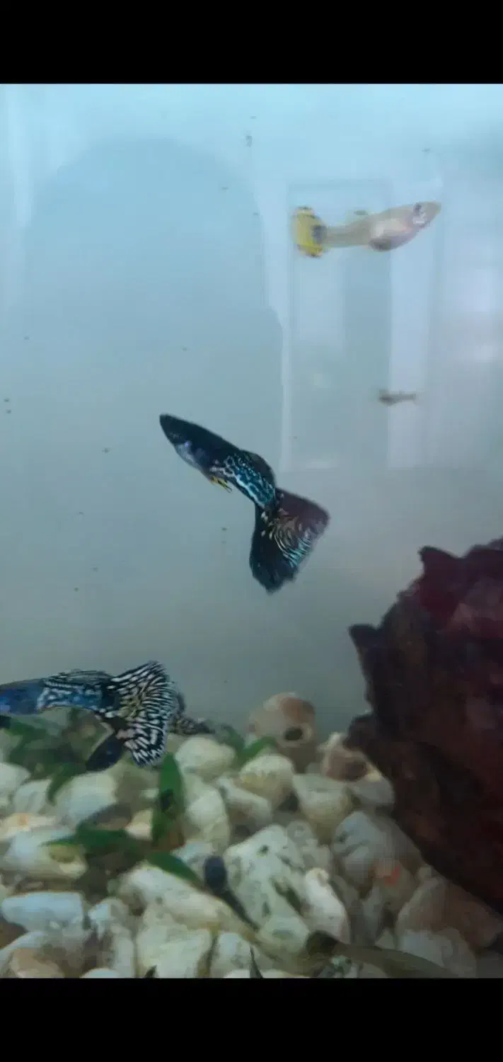 ماهی گوپی|ماهی|اهر, |دیوار