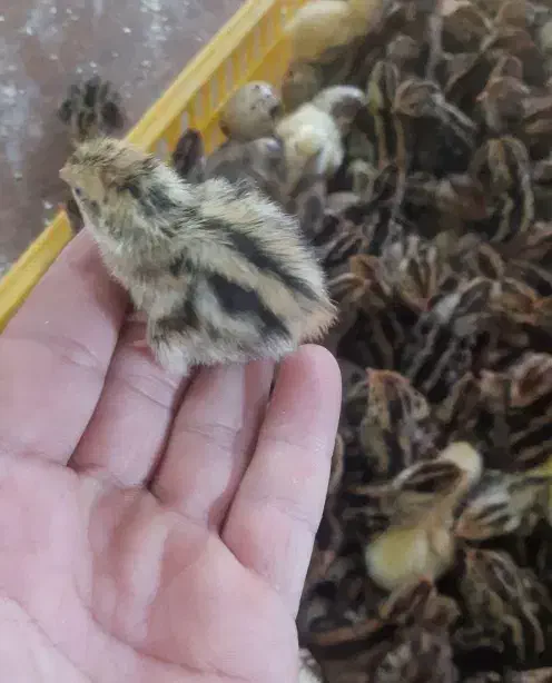 تخم بلدرچین|حیوانات مزرعه|قم, سید معصوم|دیوار