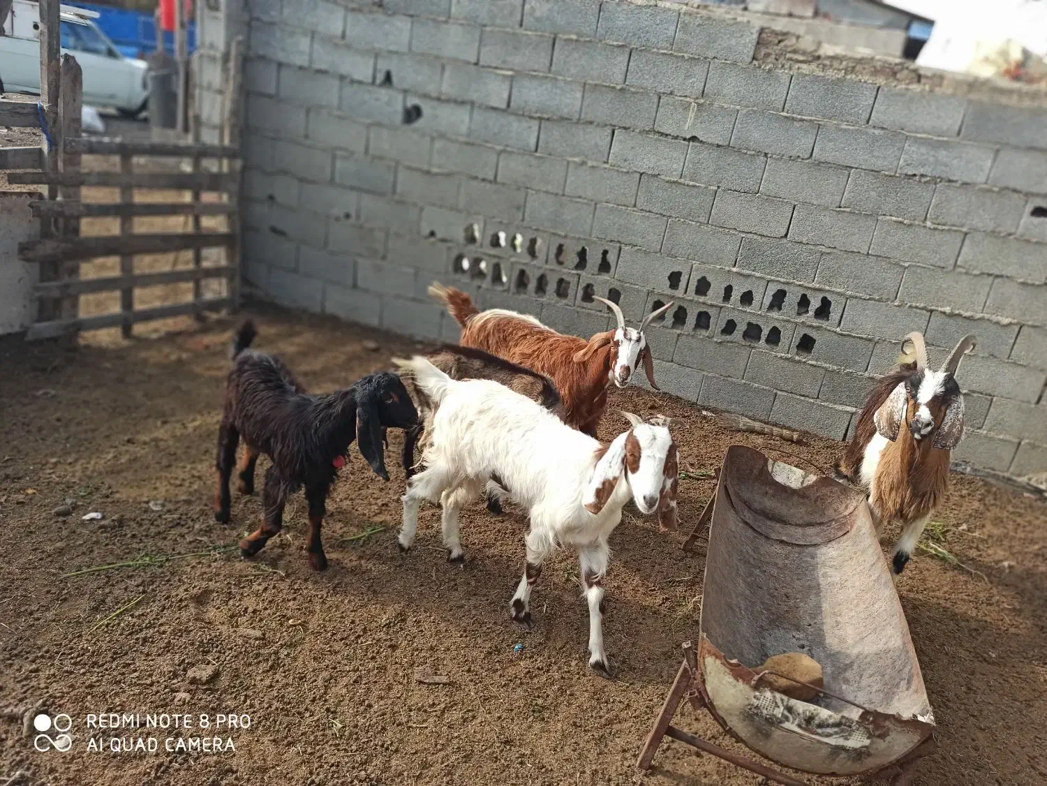 بز های ماده|حیوانات مزرعه|بندر ترکمن, |دیوار