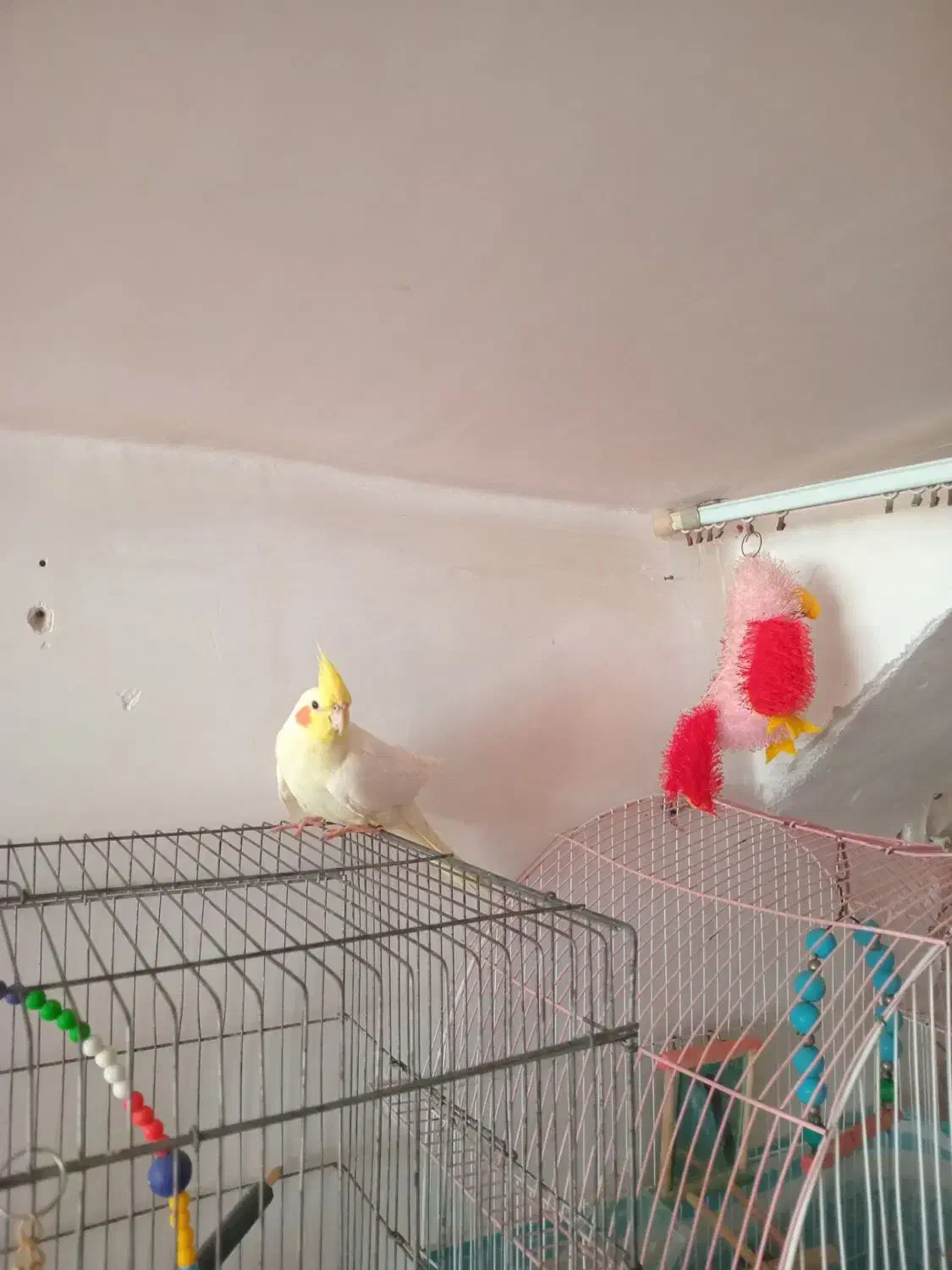 عروس هلندی لیمویی|پرنده|مرند, |دیوار