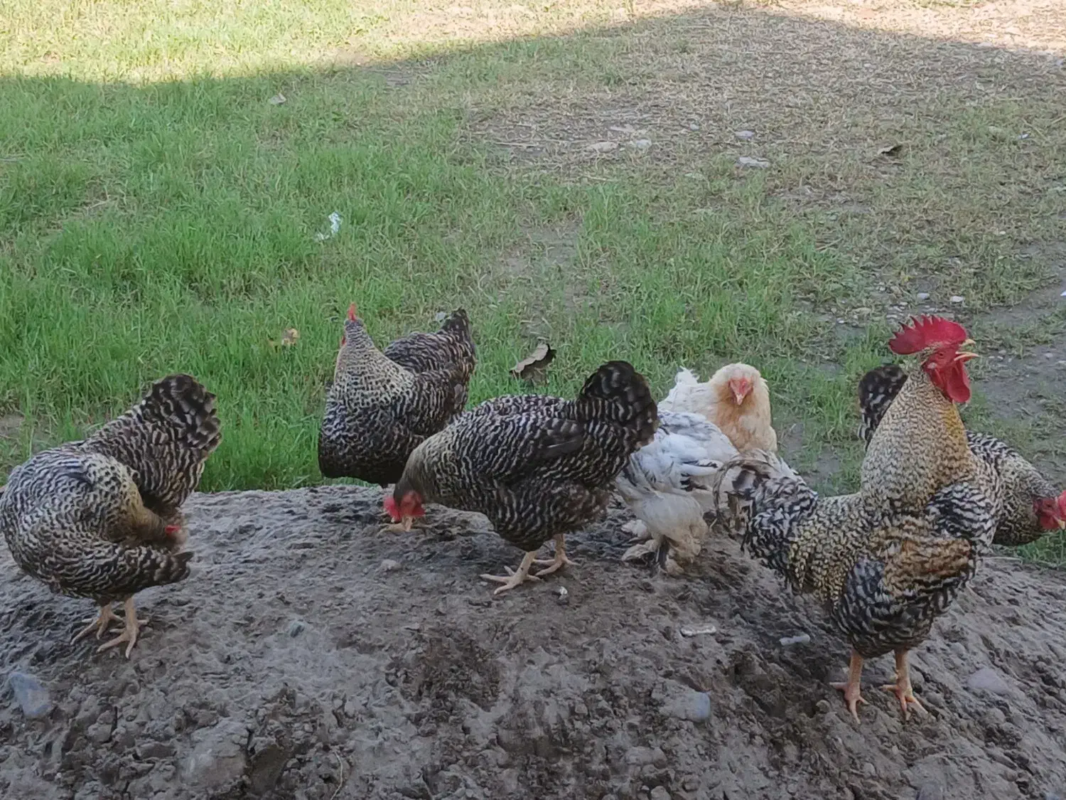 مرغ و خروس آمروک|حیوانات مزرعه|رشت, حومه رشت|دیوار