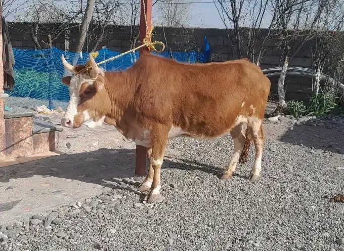 گاو شکمدار|حیوانات مزرعه|رشت, توشیبا|دیوار