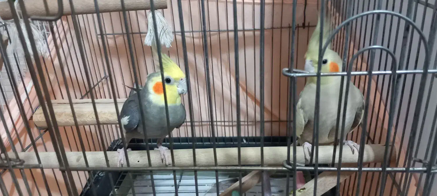 یک جفت عروسی هلندی|پرنده|تهران, افسریه شمالی|دیوار