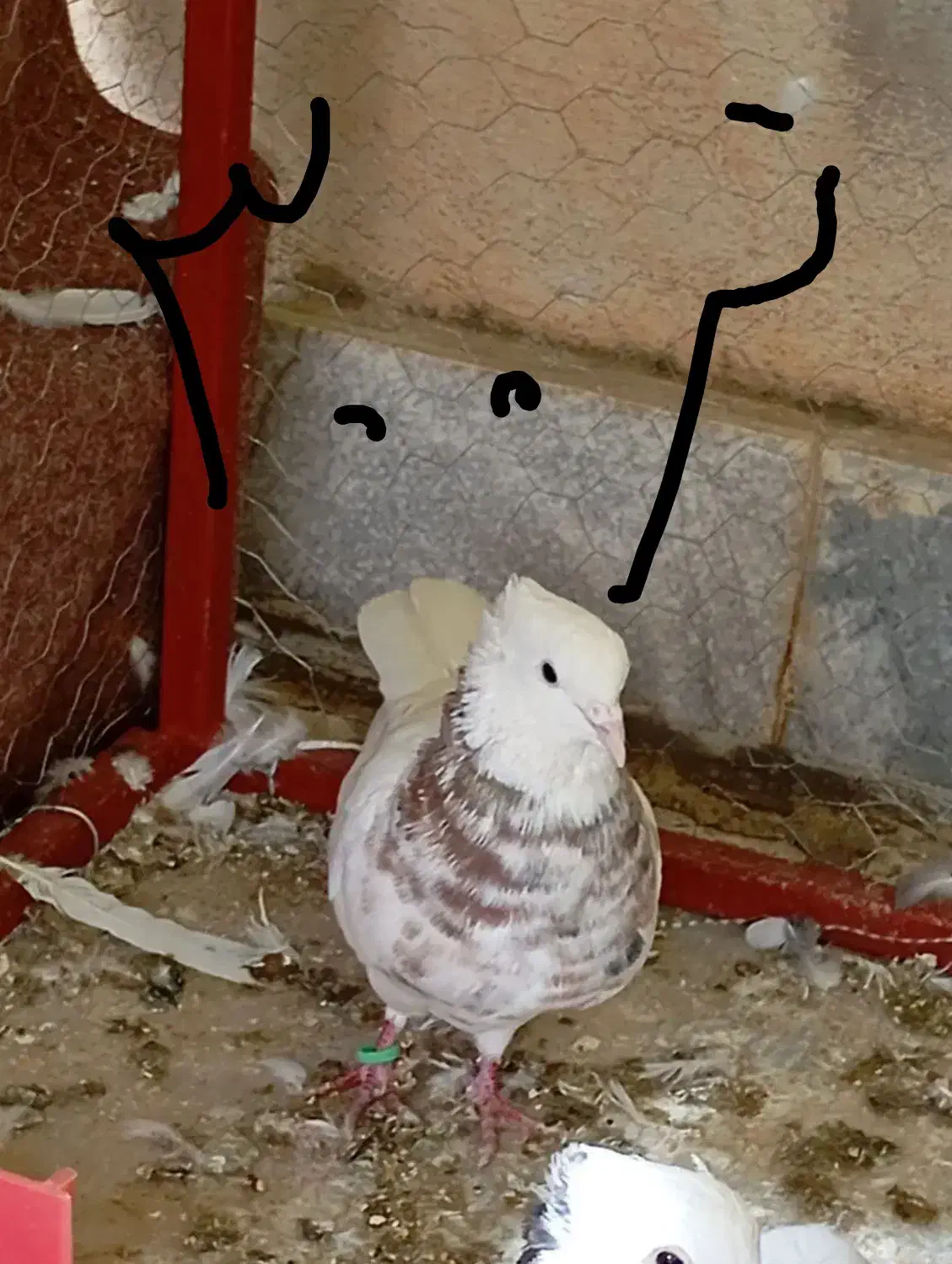 کبوتر|پرنده|سنندج, |دیوار