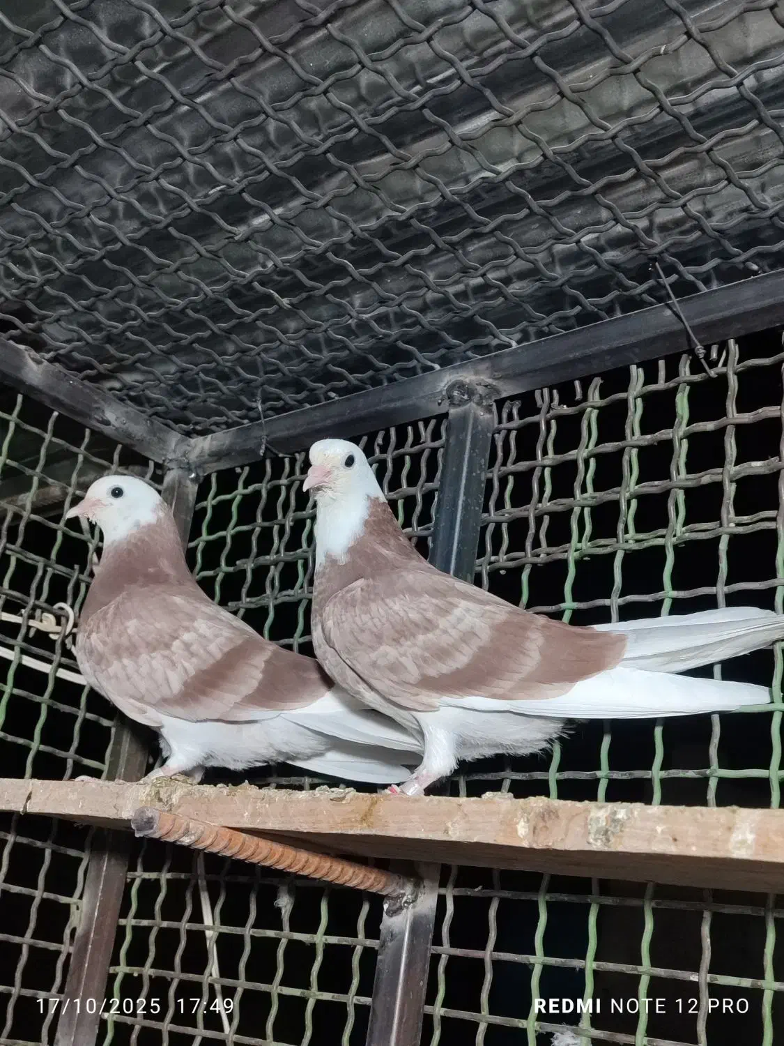 کفتر پرشی|پرنده|ایرانشهر, |دیوار