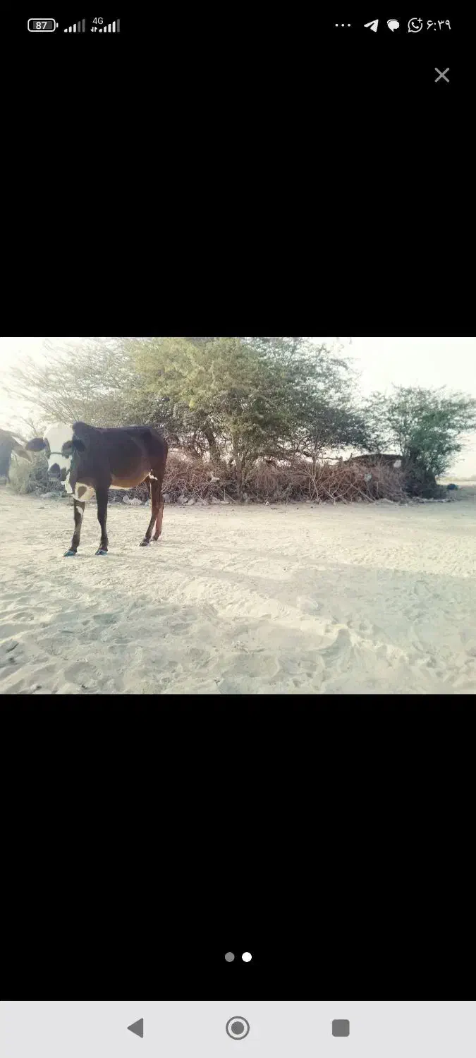 فروش گاو ماده|حیوانات مزرعه|کنارک, |دیوار