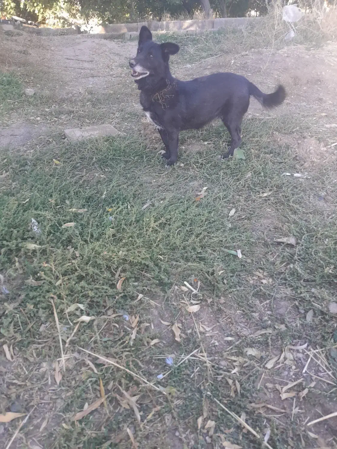 سلام واگذاری دهان پاک ب شرط|سگ|رزن, |دیوار