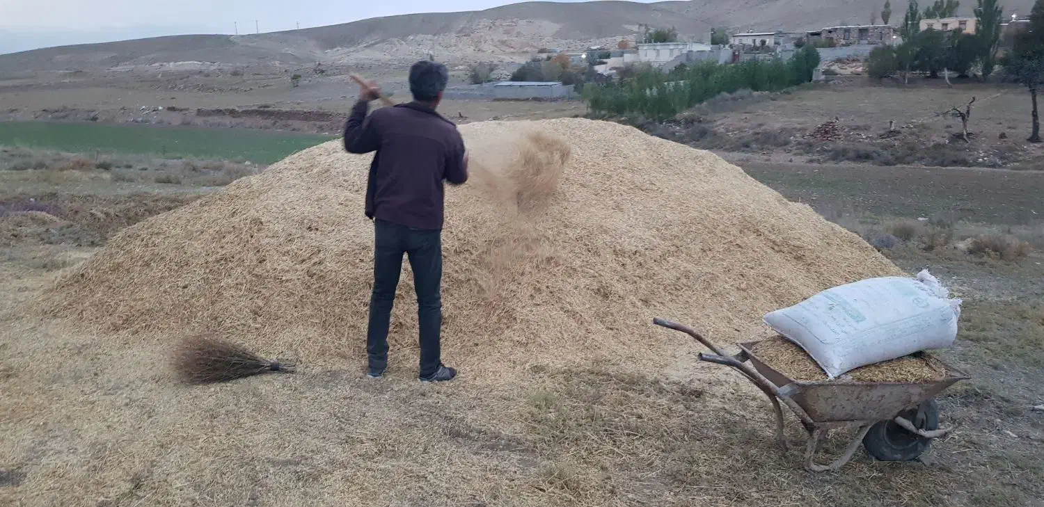 کاه گندم بسته بندی شده در گونی|لوازم جانبی حیوانات|نمین, |دیوار