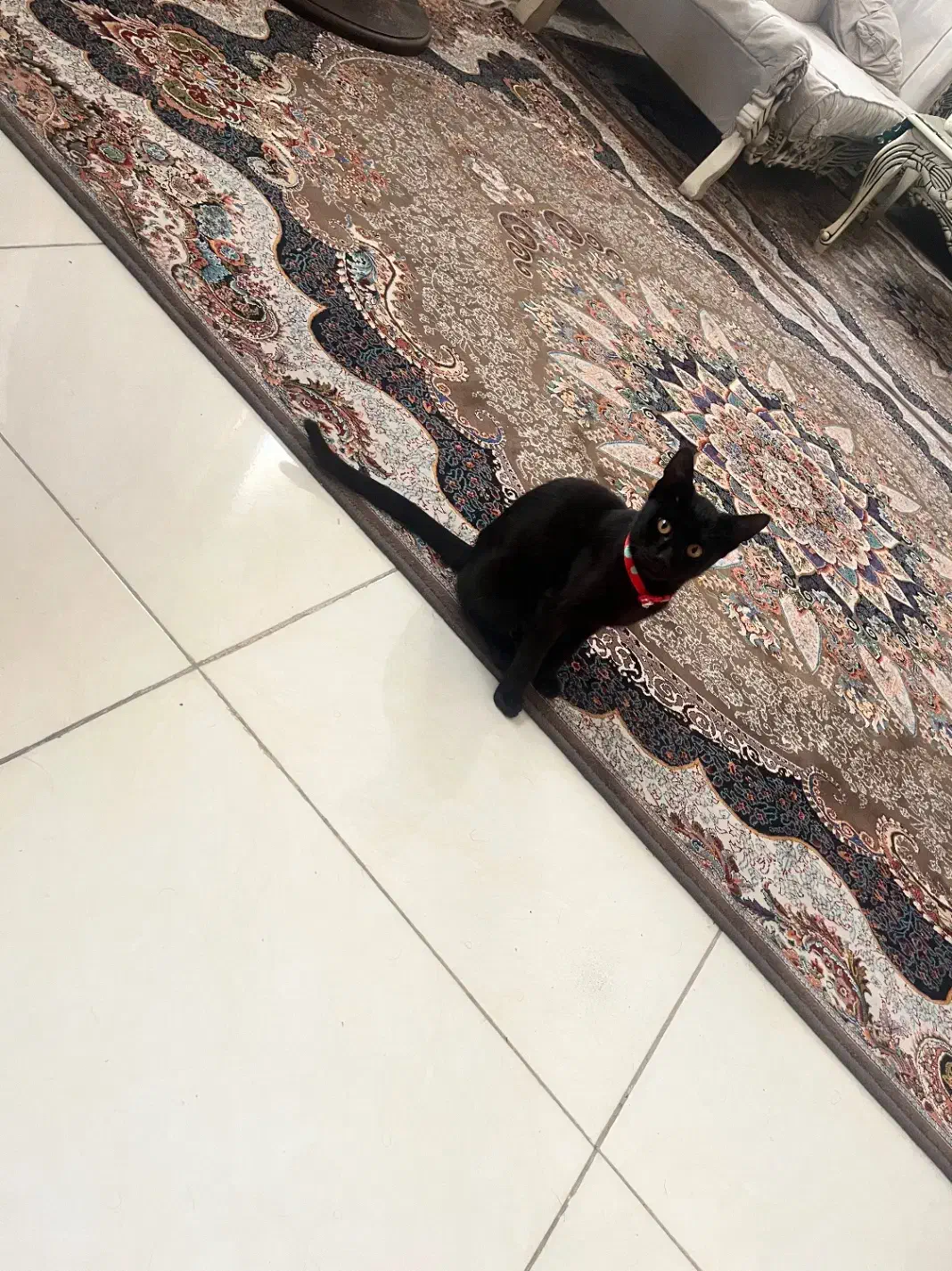 واگذاری گربه رایگان|گربه|رشت, کوی مهر|دیوار