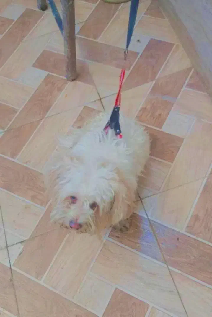 سگ پشمالو|سگ|کارون, |دیوار