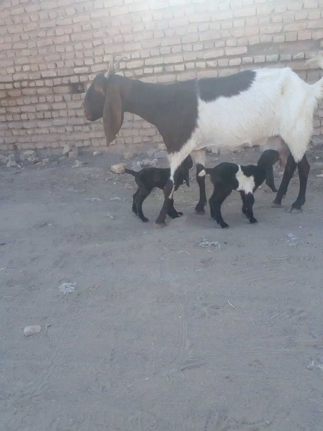 بز پاکستانی|حیوانات مزرعه|تربت جام, کشتارگاه|دیوار