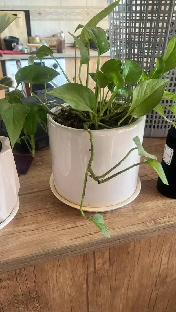 گل فوکوس وزاموفیلیا سرامیکی زیبا هدیه مادر ۴۵۰|گل و گیاه طبیعی|قم, چهل اختران|دیوار