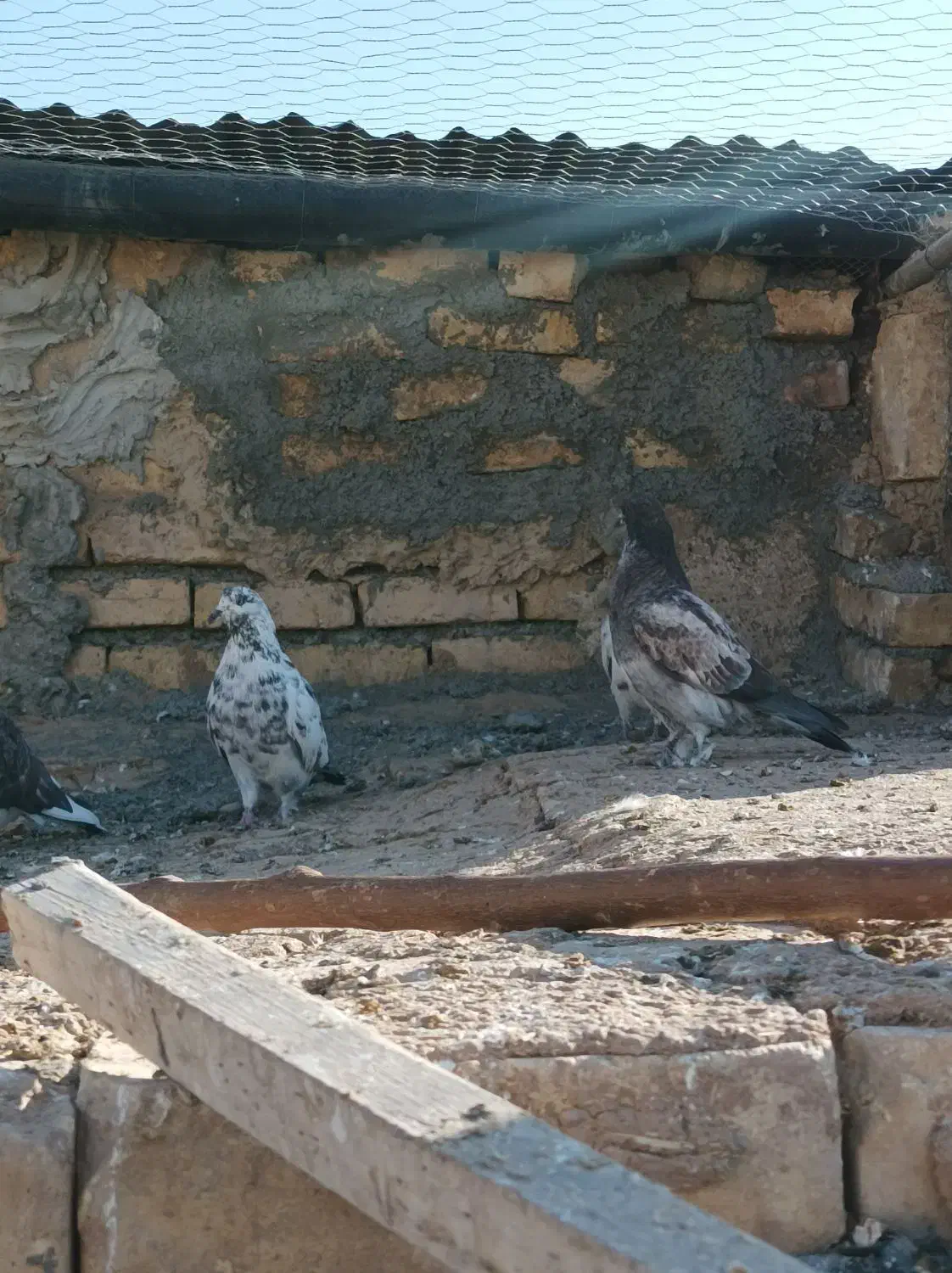 کبوترپرشی|پرنده|فرمهین, |دیوار