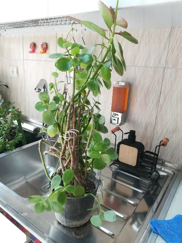 گل و گیاه اپارتمانی|گل و گیاه طبیعی|شهریار, رزکان|دیوار