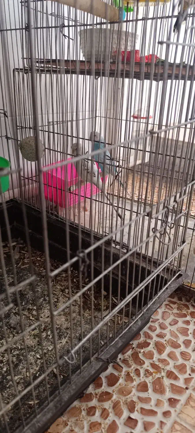 فروش فوری|پرنده|بهبهان, |دیوار