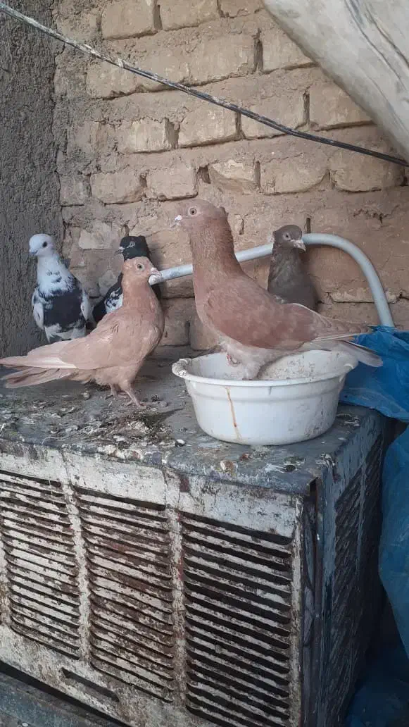 ۵ تا کفتر بهبهانی نر هوایی باهم ۵۰۰|پرنده|شیراز, شهرک زینبیه|دیوار