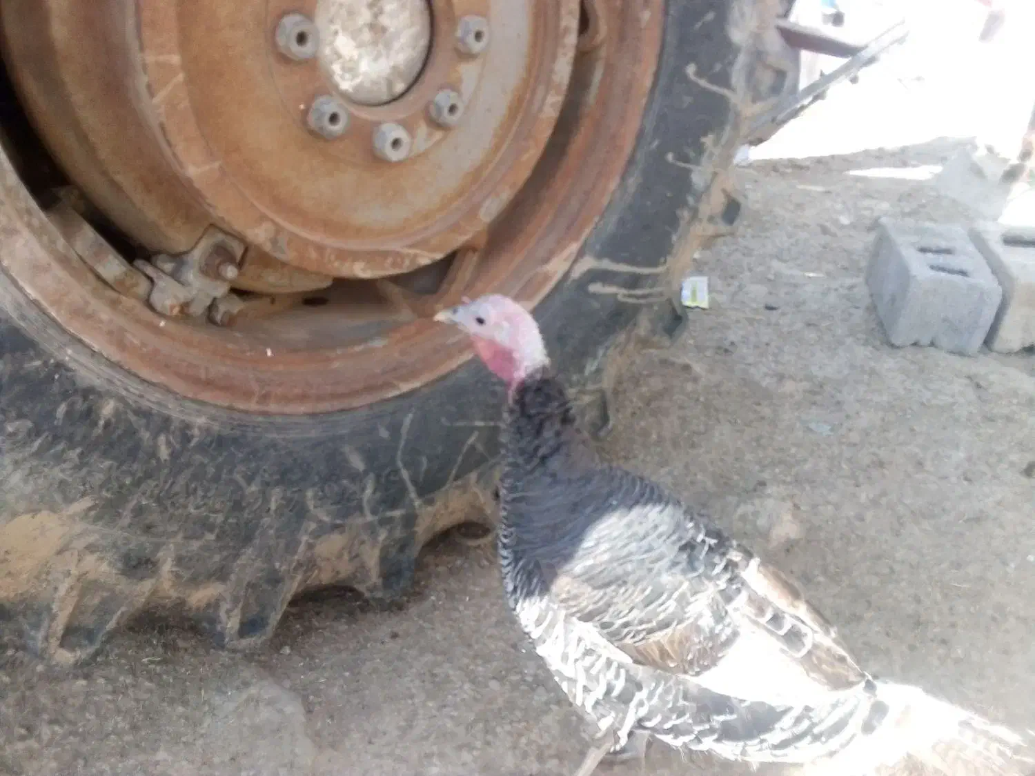 بوقلمون ماده|حیوانات مزرعه|گیان, |دیوار