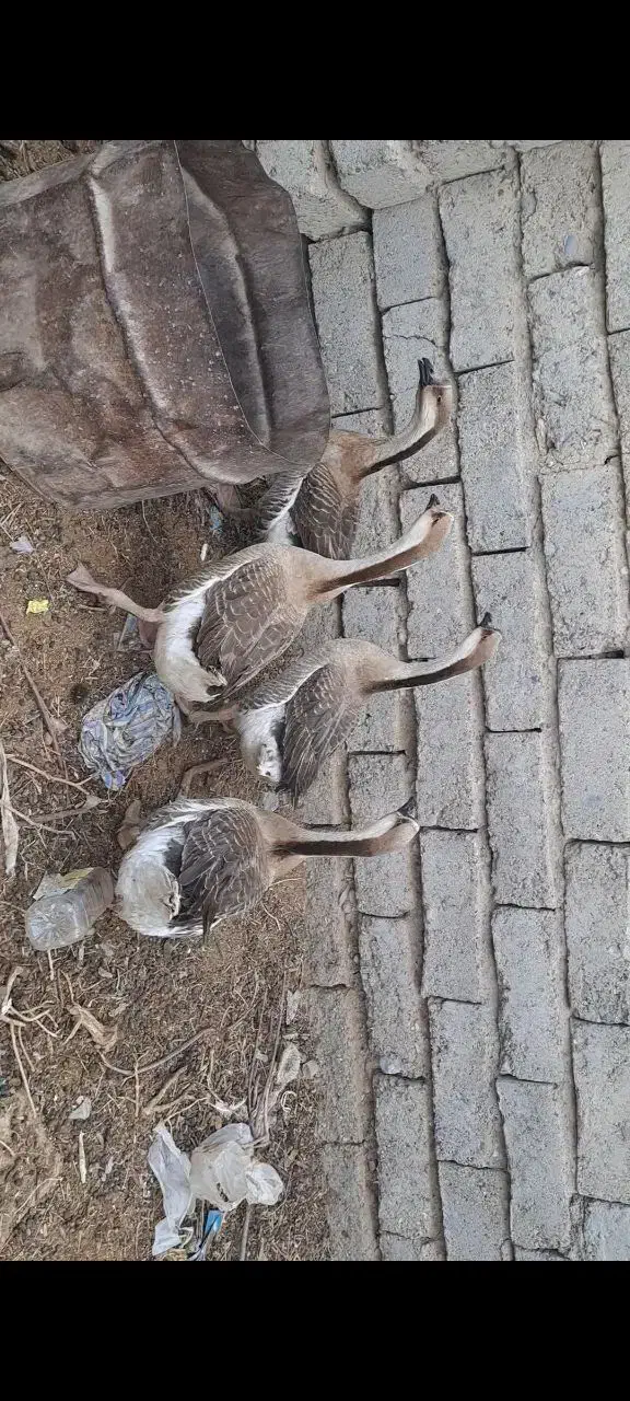 قوغاز اوکراینی|حیوانات مزرعه|خمک, |دیوار