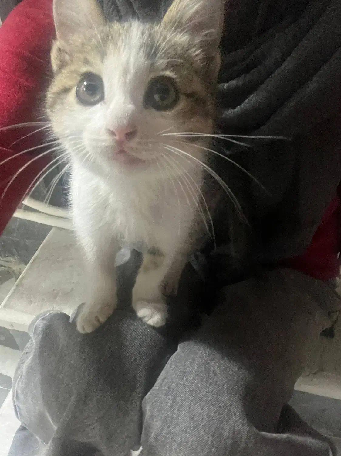 گربه|گربه|رشت, شهرک آیت الله منتظری|دیوار