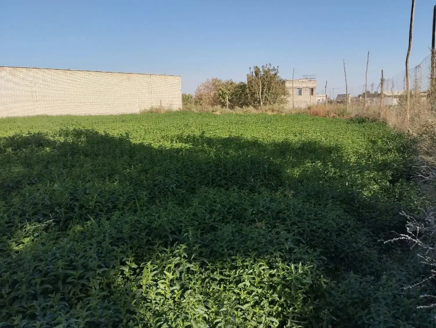 نعنا جهت خشک کردن|خوردنی و آشامیدنی|کاشان, یزد‌آباد|دیوار