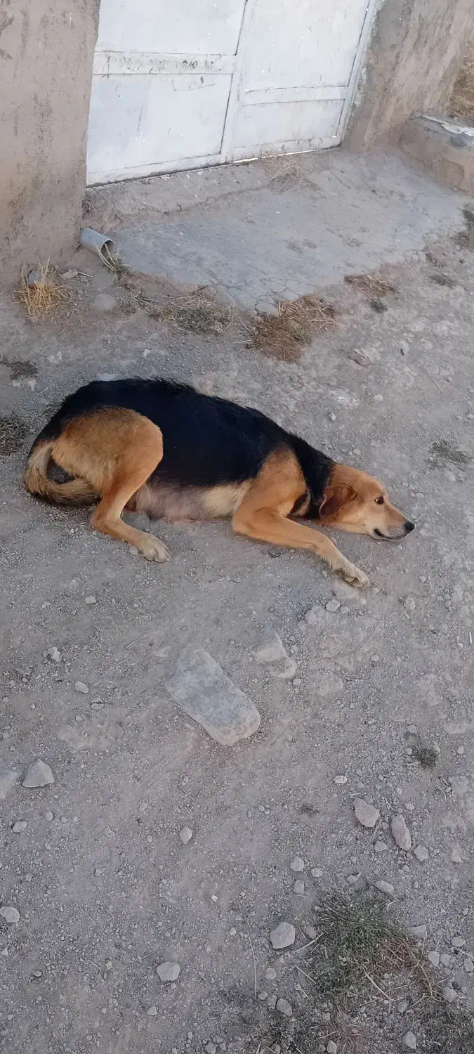 سگ قوچان|سگ|قوچان, |دیوار