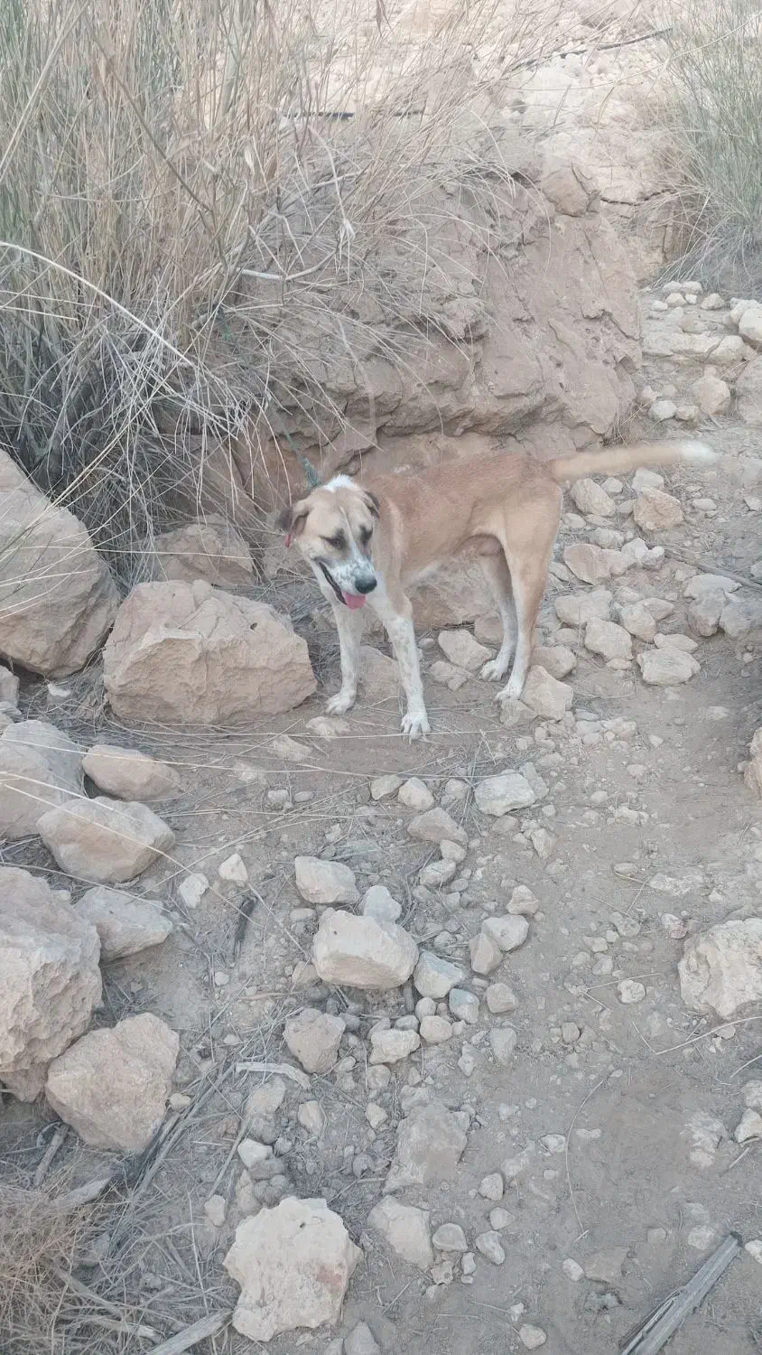 فروش سگ شکاری سیخوره قیمت جفت ۱۷|سگ|بستک, |دیوار