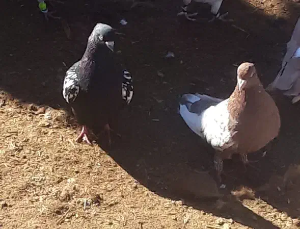 کفتر|پرنده|نصر آباد, |دیوار