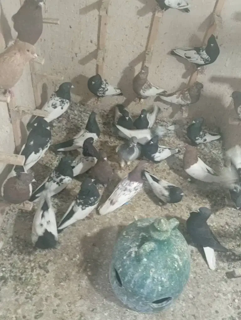 کفتر بهبونی هوای|پرنده|شیراز, درکی|دیوار