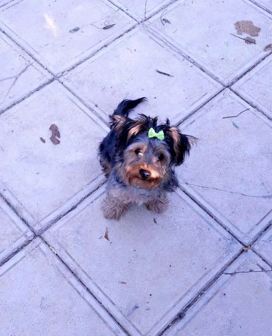 سگ یورک شایر|سگ|رشت, گلسار|دیوار