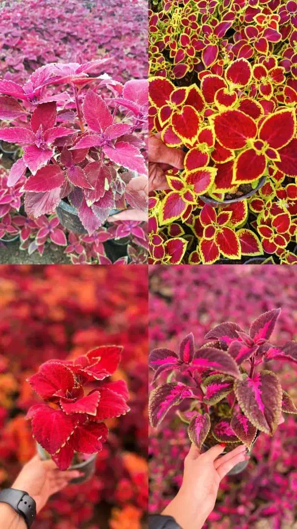 انواع حسن یوسف برگ پهن و برگ ریز|گل و گیاه طبیعی|محلات, |دیوار