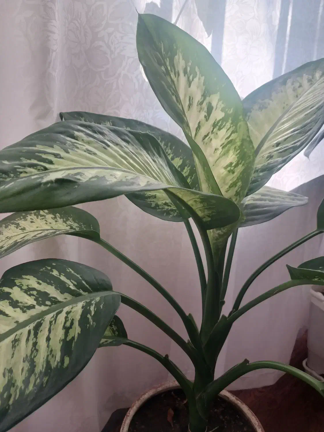 گل دیفن|گل و گیاه طبیعی|مراغه, |دیوار