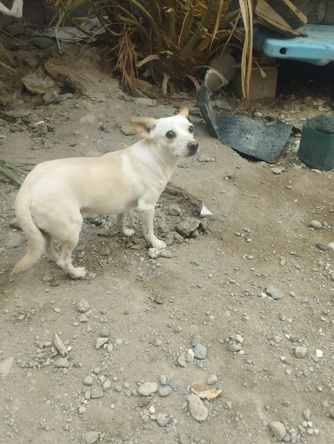 سگ گمشده|حیوانات|جیرفت, |دیوار