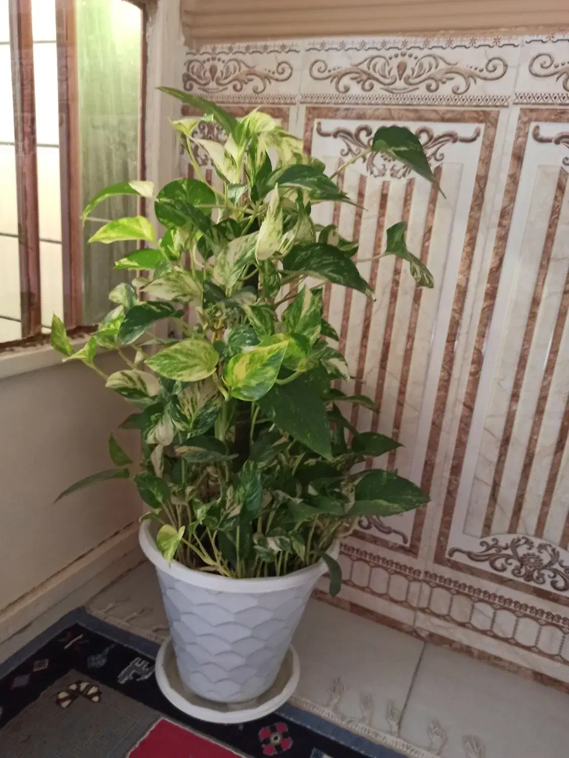 گل پتوس ارتشی و پتوس ابلق زعفرانی|گل و گیاه طبیعی|بندر ماهشهر, |دیوار