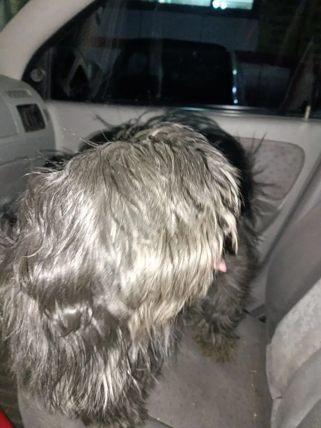 حیوان خانگی سگ|سگ|پردیس, فاز ۶|دیوار