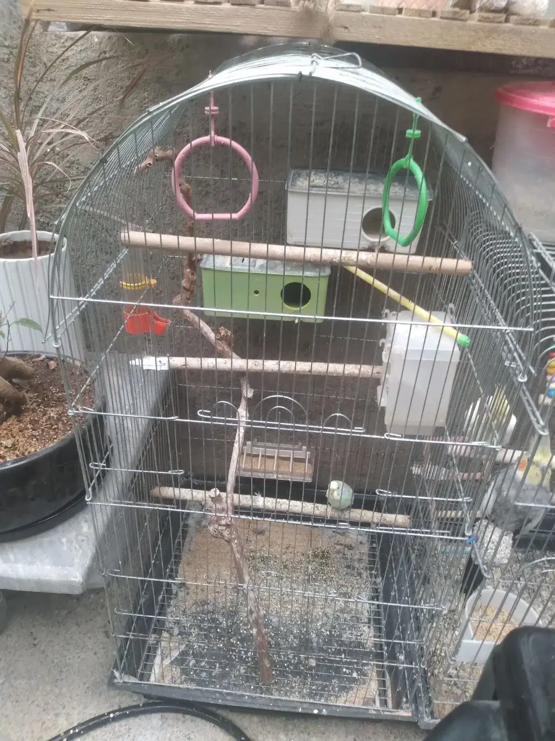 عروس هلندی دستی و رام|پرنده|شاهین دژ, |دیوار