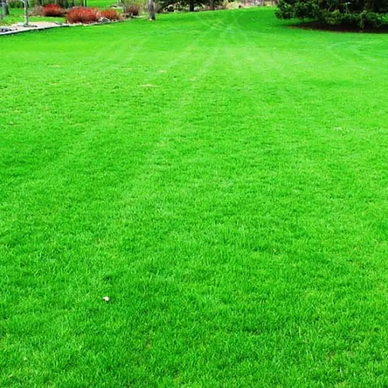 بذر چمن|گل و گیاه طبیعی|مشهد, کوشش|دیوار