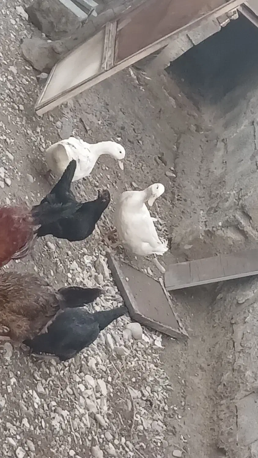 یک جفت اردک|حیوانات مزرعه|ماهدشت, |دیوار