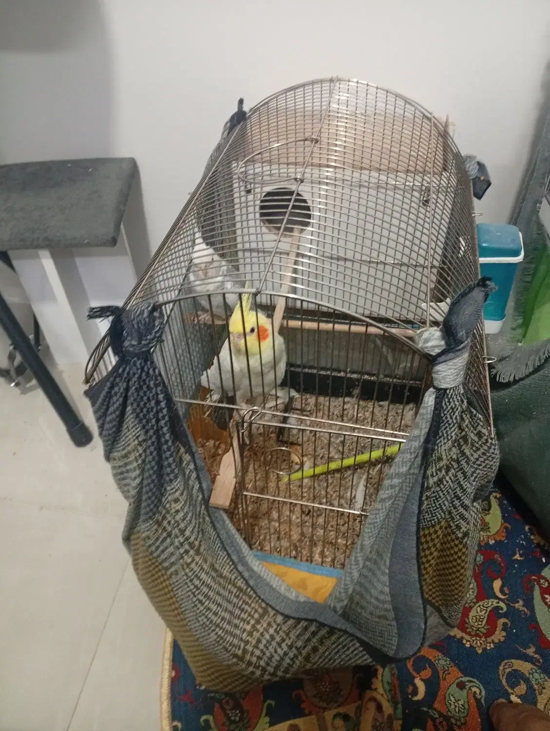 قفس پرنده|لوازم جانبی حیوانات|مشهد, محمدآباد|دیوار