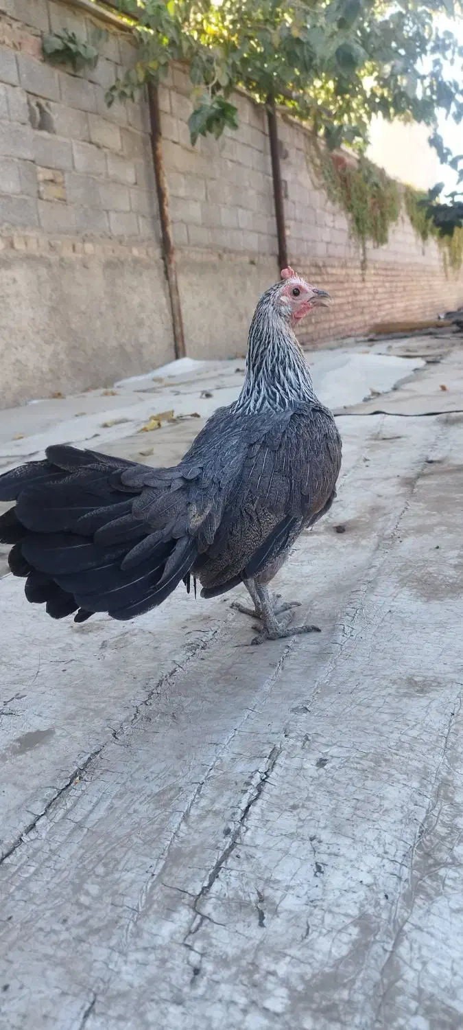 مرغ.  خروس.  طوطی|حیوانات مزرعه|محمدشهر, محمدشهر|دیوار