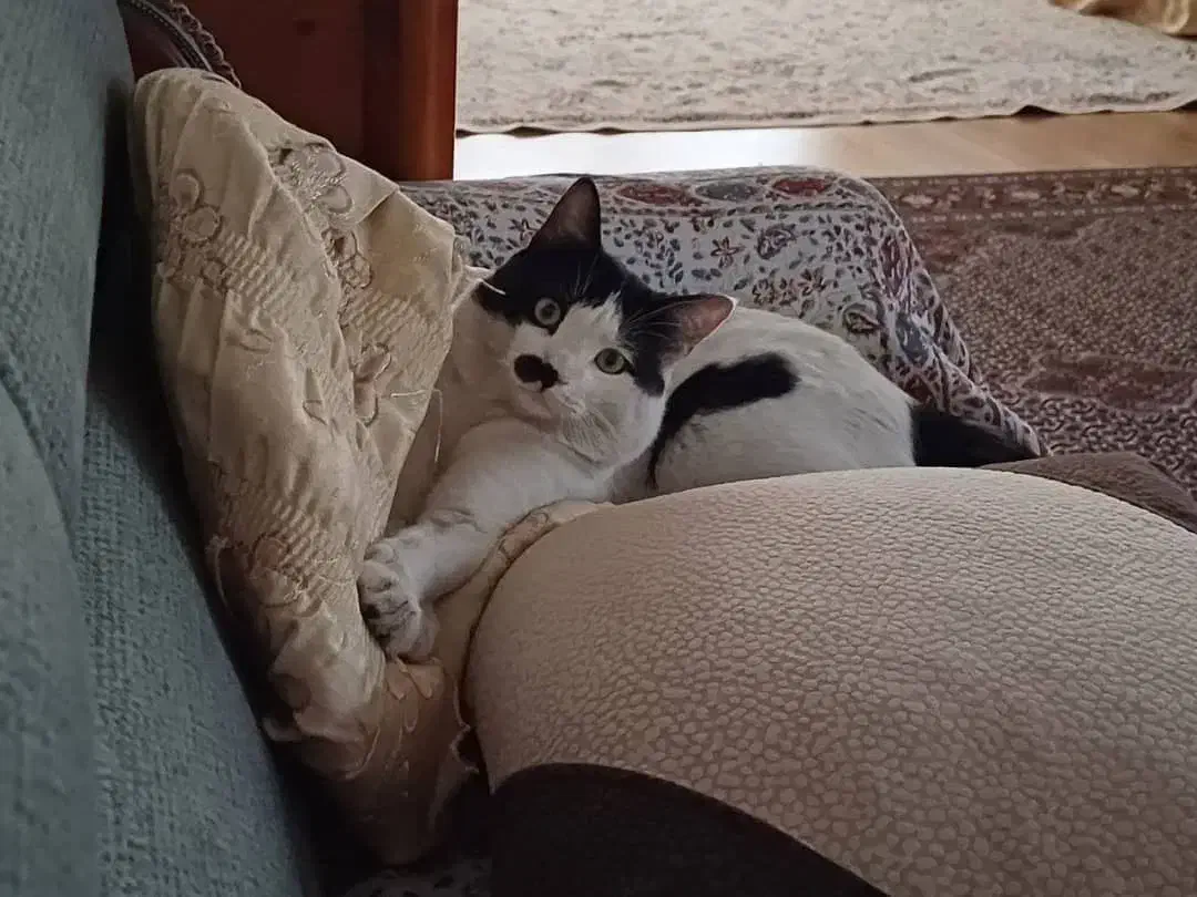 گربه گمشده|حیوانات|تبریز, |دیوار