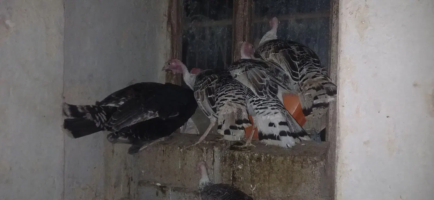 بوقلمون|حیوانات مزرعه|جغتای, |دیوار