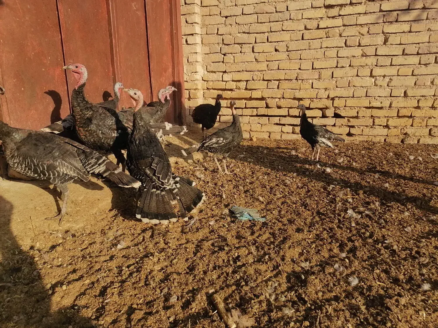 بوقلمون مرغ غاز|حیوانات مزرعه|شیراز, گویم|دیوار