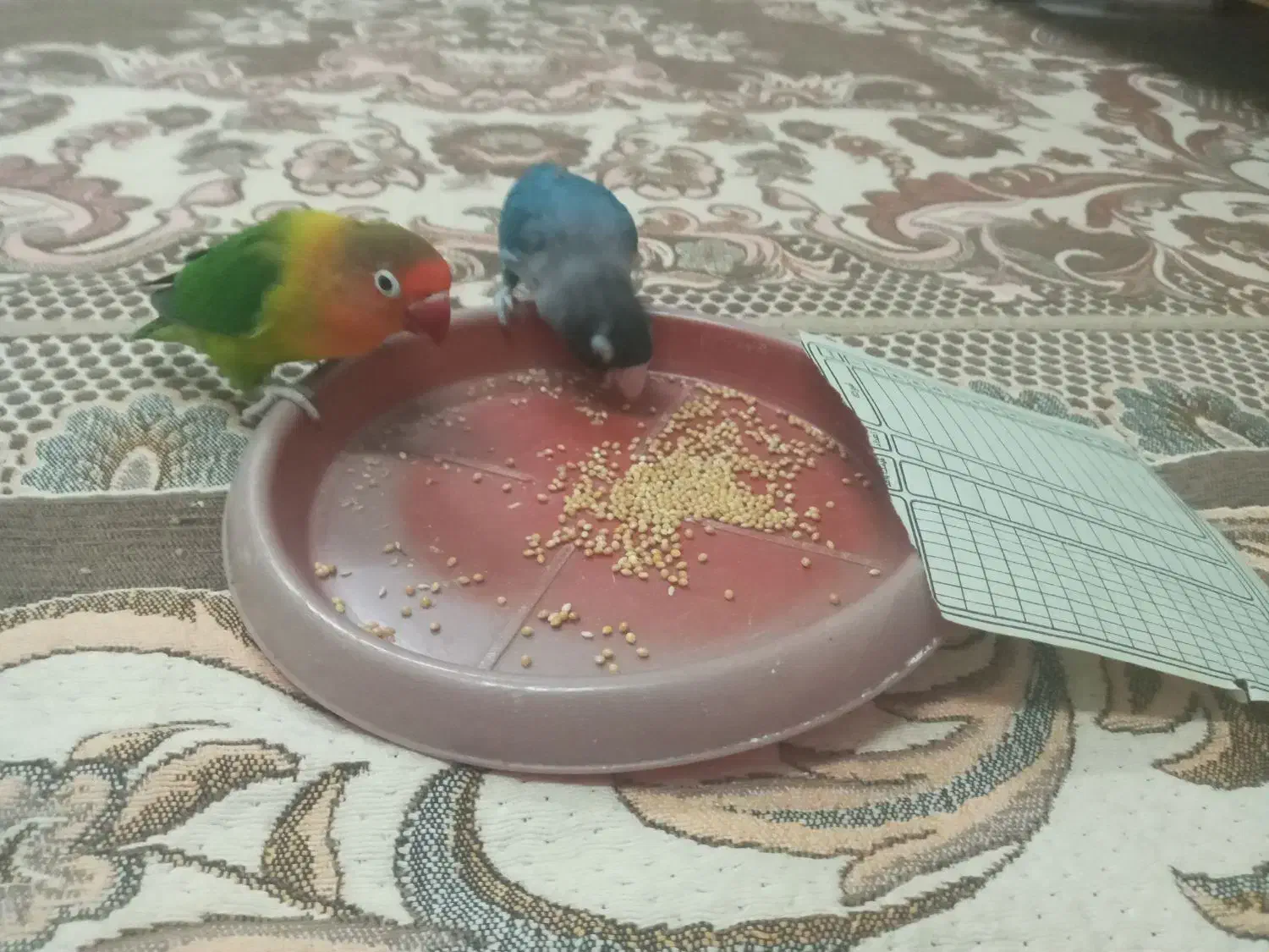 یک جفت طوطی برزیلی|پرنده|رشت, حمیدیان|دیوار