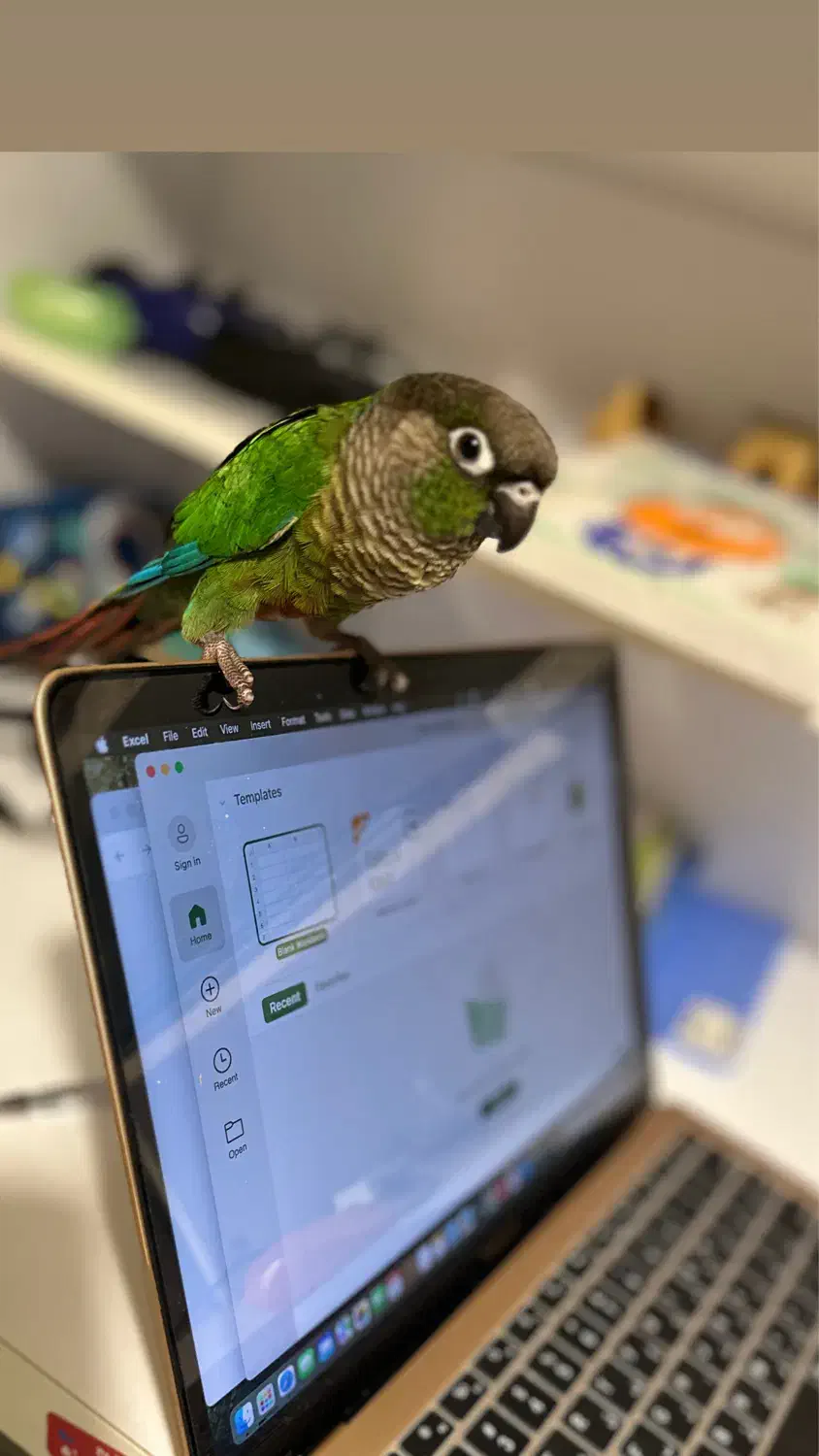 طوطی گرینچیک ۶ ماهه نیمهدستی|پرنده|تهران, درکه|دیوار