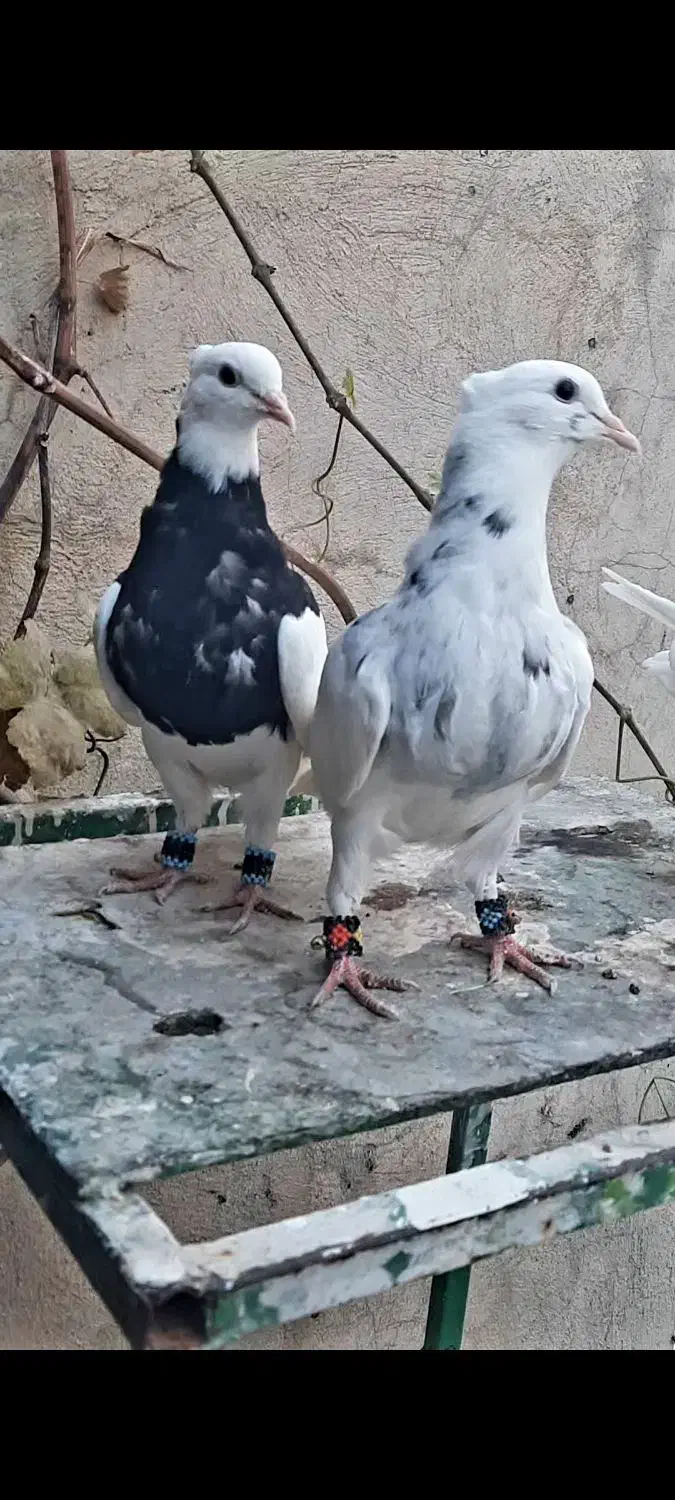 فروش چند جفت طوقی جوانه|پرنده|یاسوج, |دیوار