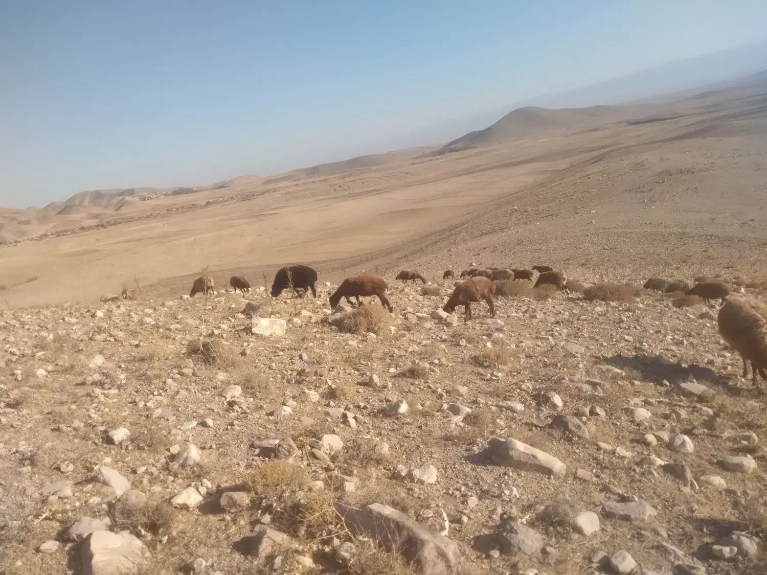 بره نر|حیوانات مزرعه|سرولایت, |دیوار