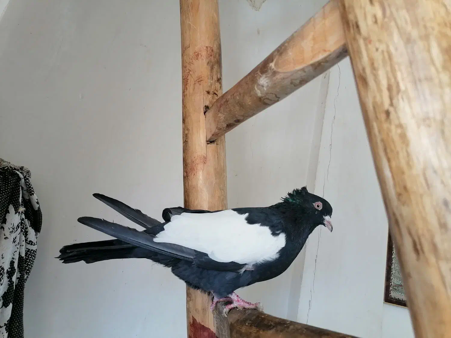 کلاغ سیاه یه کت سفید|پرنده|شاندیز, |دیوار