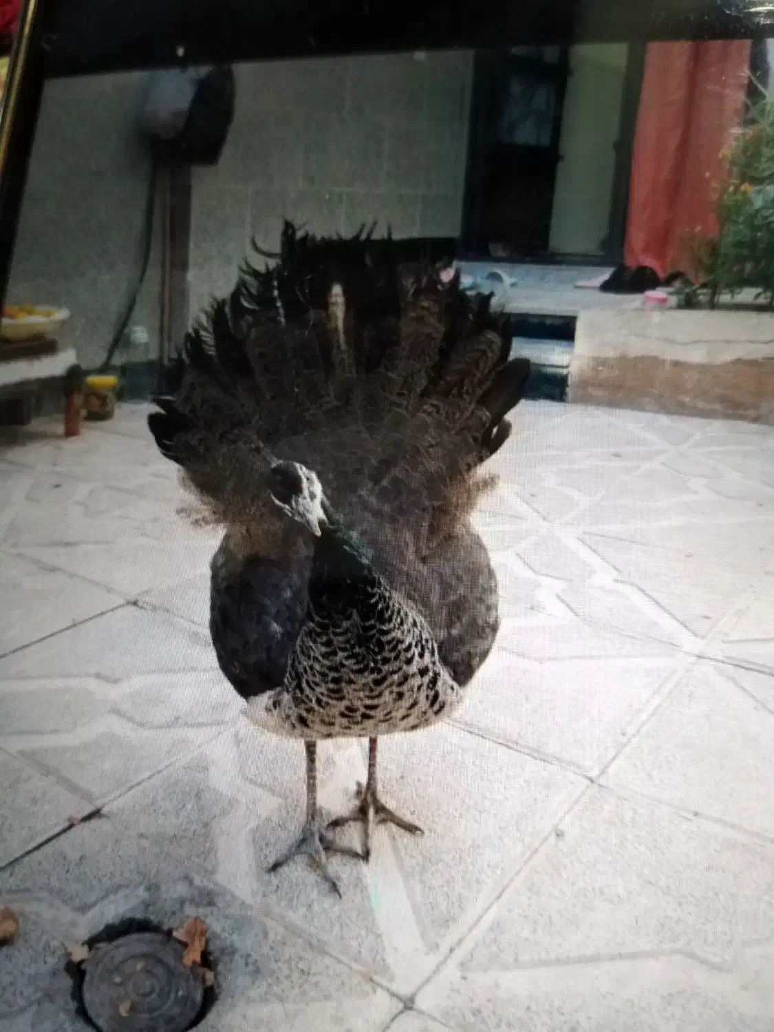 طاووس|پرنده|مشهد, خواجه ربیع|دیوار